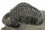 Detailed Reedops Trilobite - Atchana, Morocco #310250-2